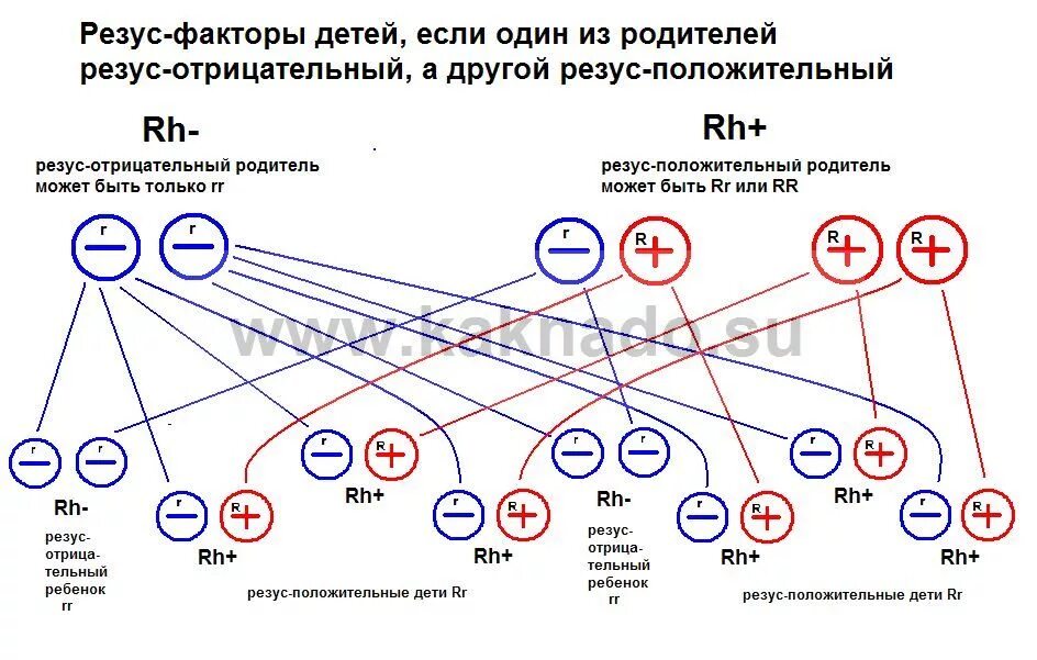 Процент резус отрицательных и положительных. Ребенок с отрицательным резусом у положительных родителей. может ли быть у родителей положительный резус. резус-фактор у родителей положительный у ребенка отрицательный. у родителей 3 отрицательная у ребенка 1 отрицательная.