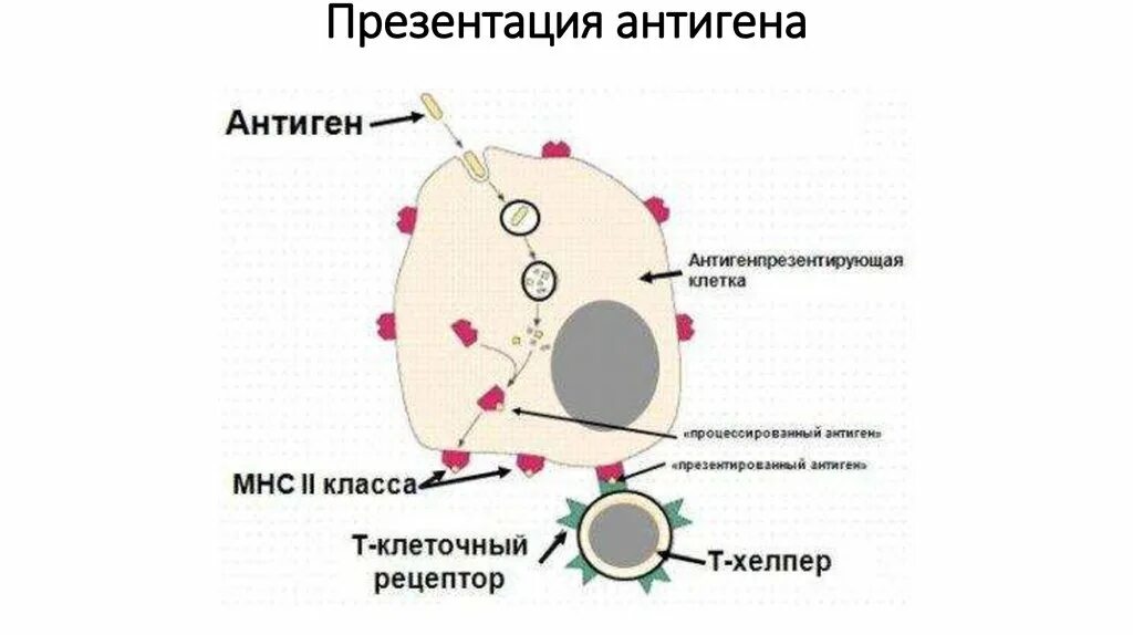 Клеточные антигены. Процессинг антигена иммунология. Процессинг антигена в антигенпрезентирующих клетках по схеме. Схема презентации антигена лимфоцитам. Презентация антигена макрофагами.