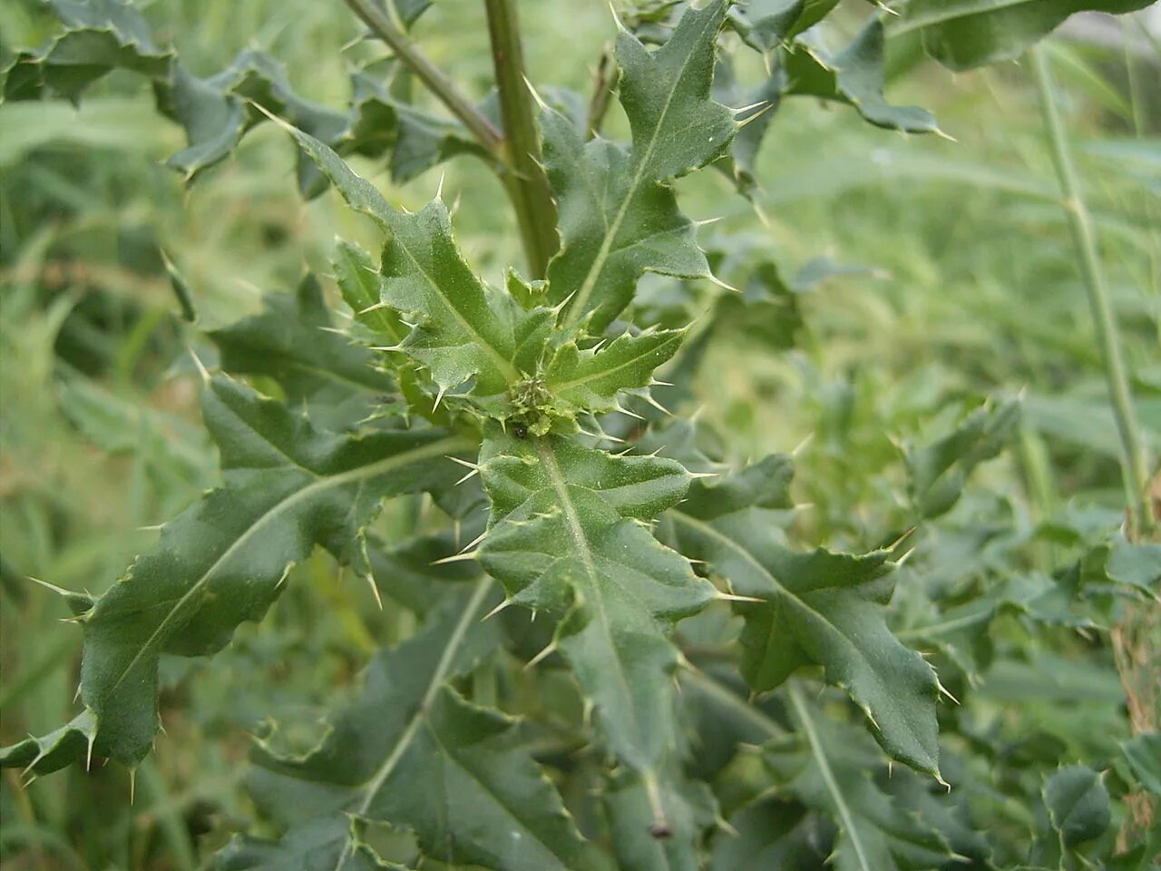 Бодяк (осот). Бодяк полевой листья. Бодяк полевой (Cirsium arvense). Осот Бодяк полевой листья.