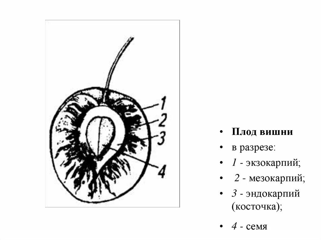 Семя томата схема. Черемуха строение плода. Эндокарпий у костянки. Плод костянка схема. Плод винограда строение эндокарпий.