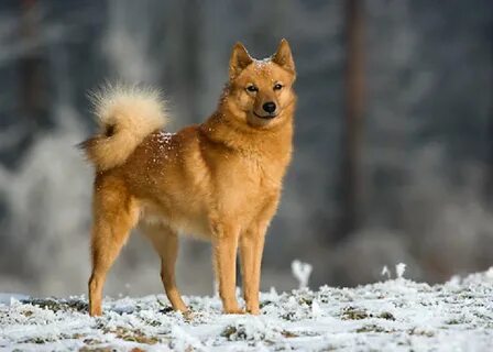Породы собак лайка финская
