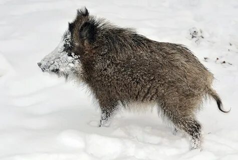 Зимний кабан