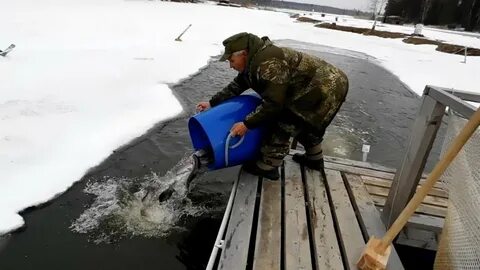 Живая форель для зарыбления