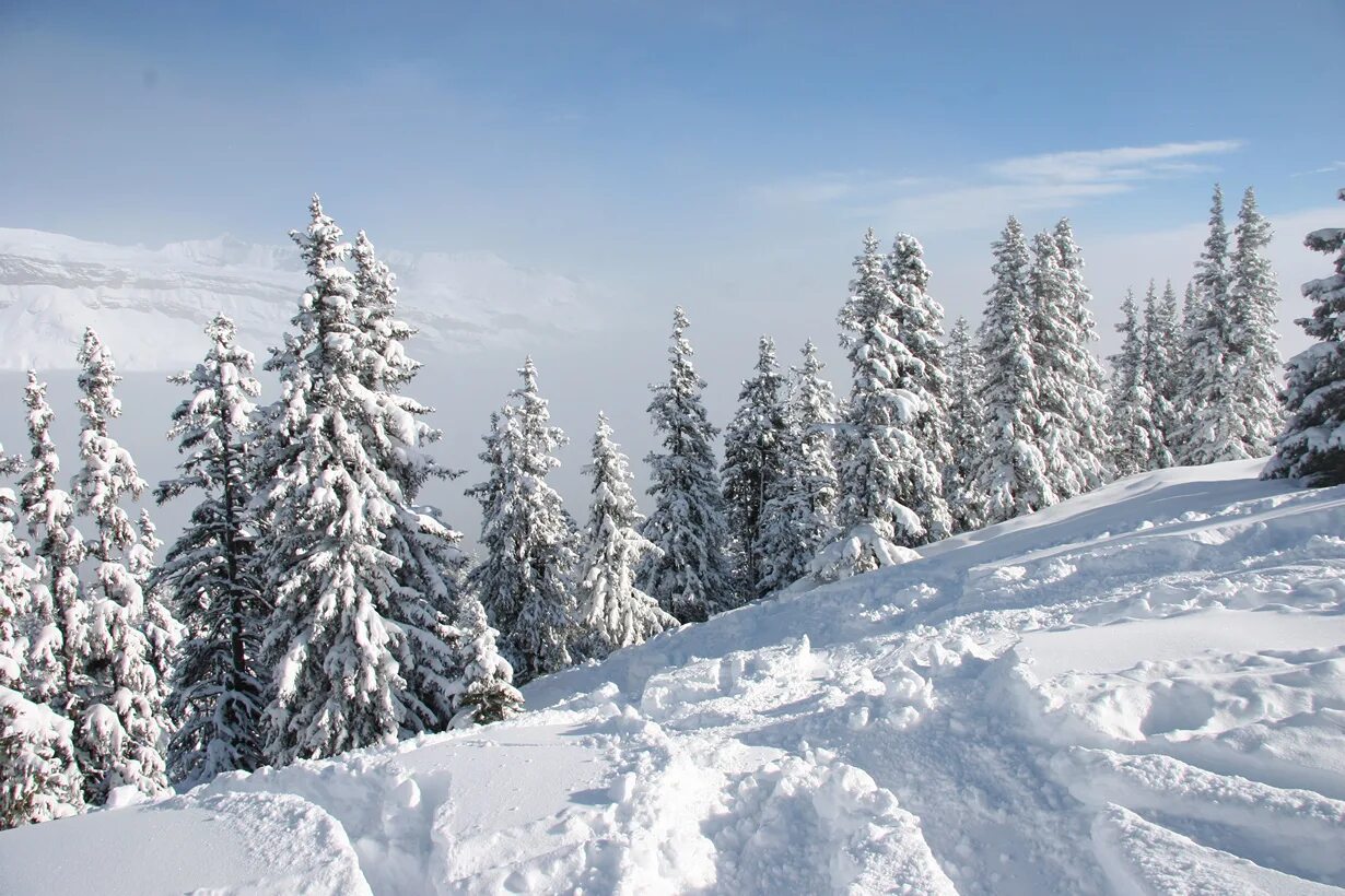 зимой в лесу. зима снег. деревенский домик в снегу. зимняя природа. зимние фото горизонтальные.