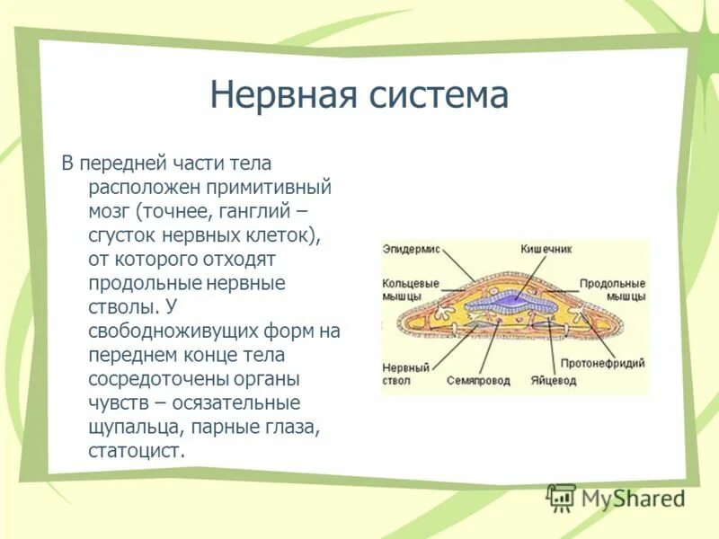 Строение нервной системы органов многоклеточных животных. Плоское строение. Статоцисты у плоских червей.