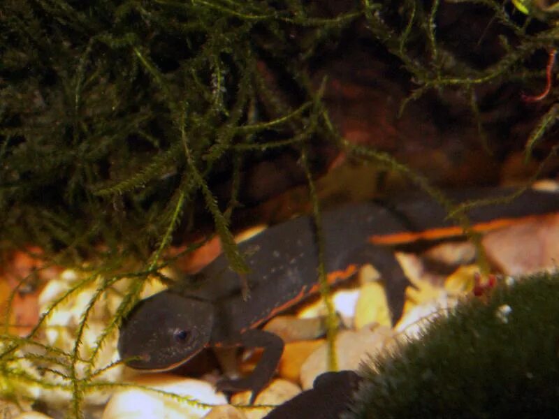 тритон испанский краснобрюхий. китайский краснобрюхий тритон. карликовый тритон краснобрюхий. карликовый огненнобрюхий тритон. карликовый тритон гребенчатый.