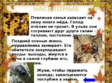 Когда насекомые впадают в спячку