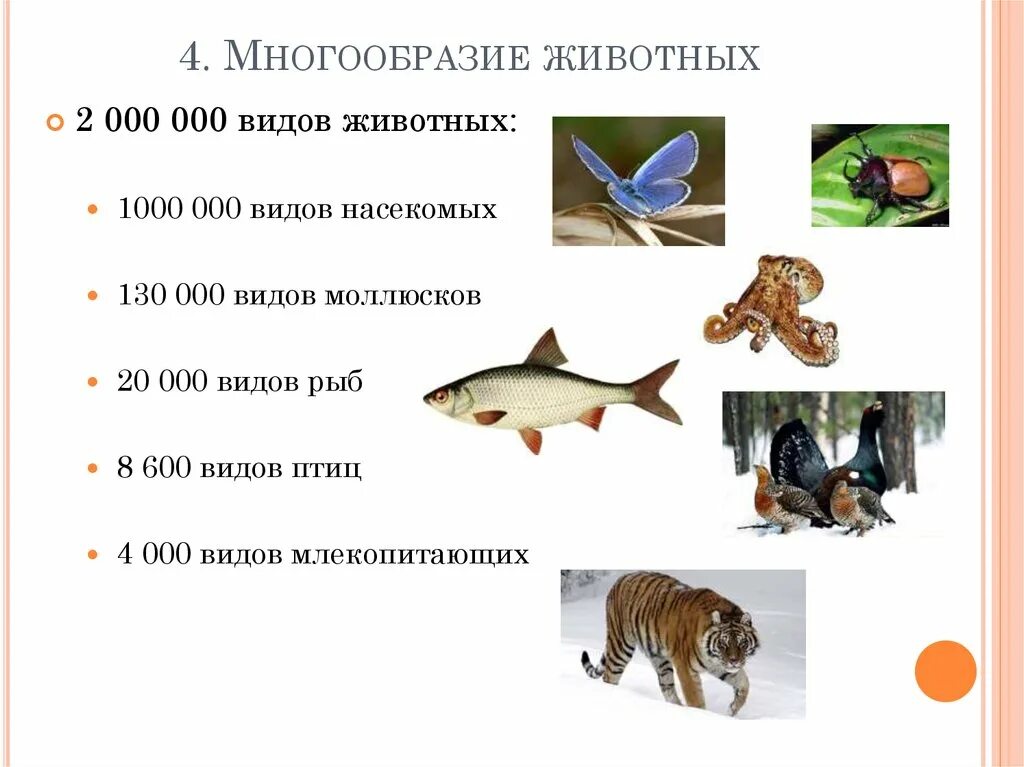 Разнообразие животных. Видовое многообразие животных. Разнообразие животных презентация. Разнообразие животных в природе
