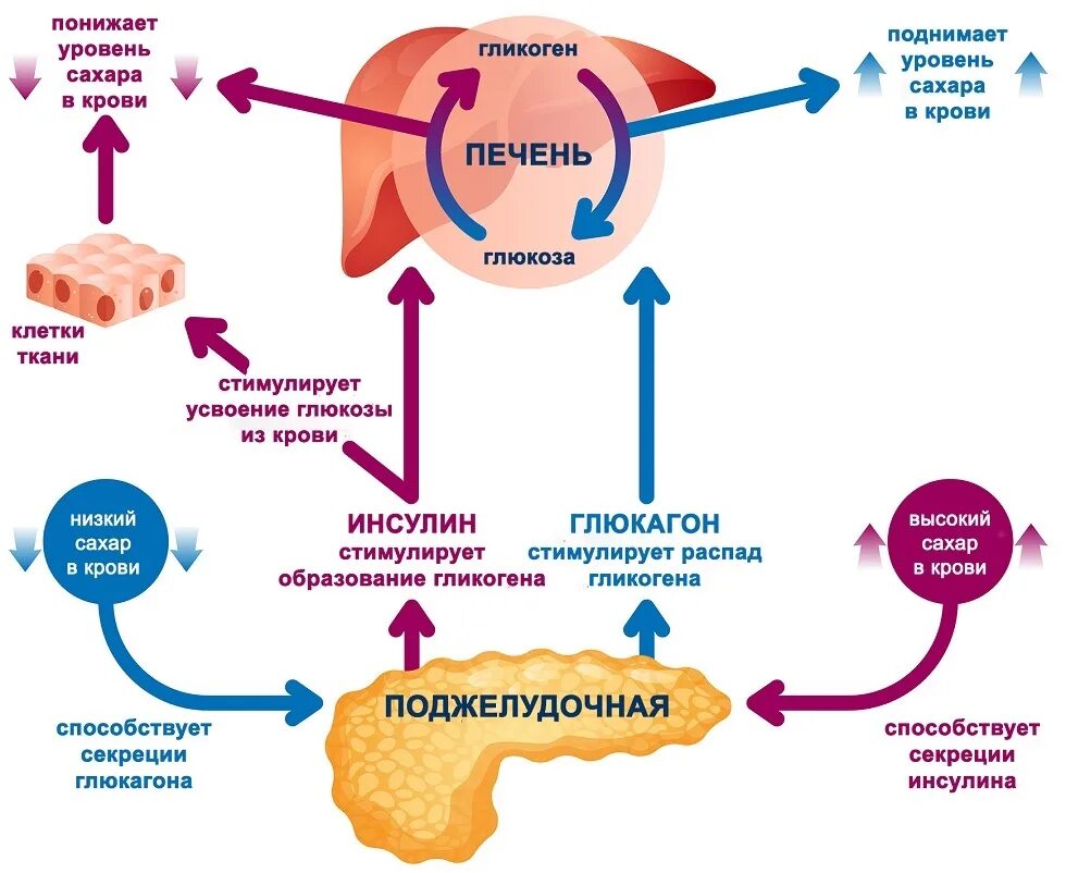 Уровень сахара регулирует