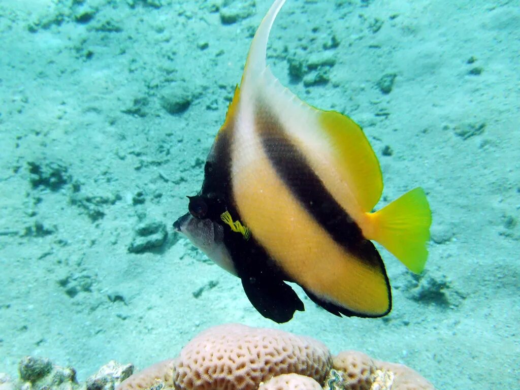 Рыба бабочка красное море. Рыбы шарм эль шейха. Хелмон рыба. Жёлтая длиннорылая рыба-бабочка. Рыбы красного моря желтая.