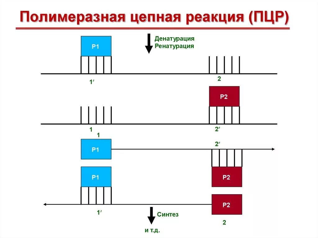 Полимеразная цепная реакция результат. . Полимеразная цепная реакция (ПЦР). Этапы. Схема полимеразной цепной реакции. Схема полимеразной цепной реакции микробиология. ПЦР тест микробиология.