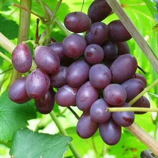Интернет магазин виноград