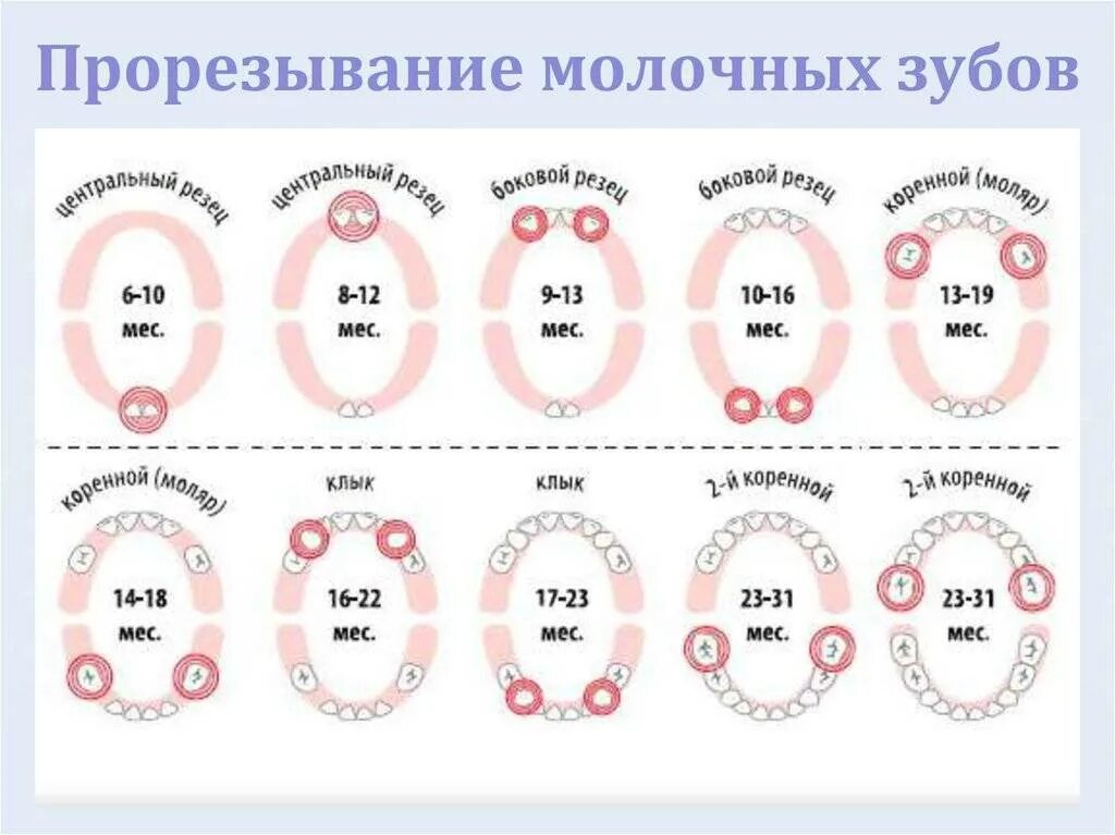 Схема появления зубов у грудничков. Последовательность прорезывания зубов у детей до 1 года. Зубки у малышей порядок прорезания по месяцам. Рост зубов у детей таблица после 3 лет. Коренные зубы у детей симптомы