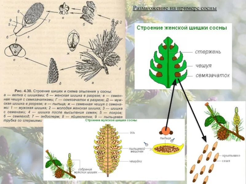 Какую форму имеет строение шишки сосны. Строение шишки сосны. строение женской шишки сосны обыкновенной. строение мужской и женской шишки сосны. строение мужской и женской шишки голосеменных.