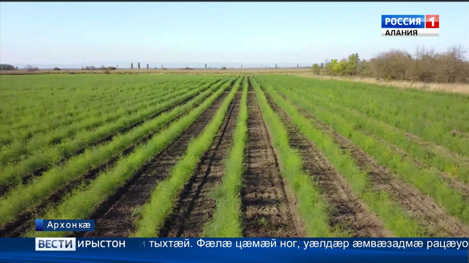 Ресторан фермер владикавказ. Архонское шоссе 2 владикавказ. Спаржевые поля. Ооо казачий хутор. Дом село ногир северная осетия алания 1200 квадратный метр.