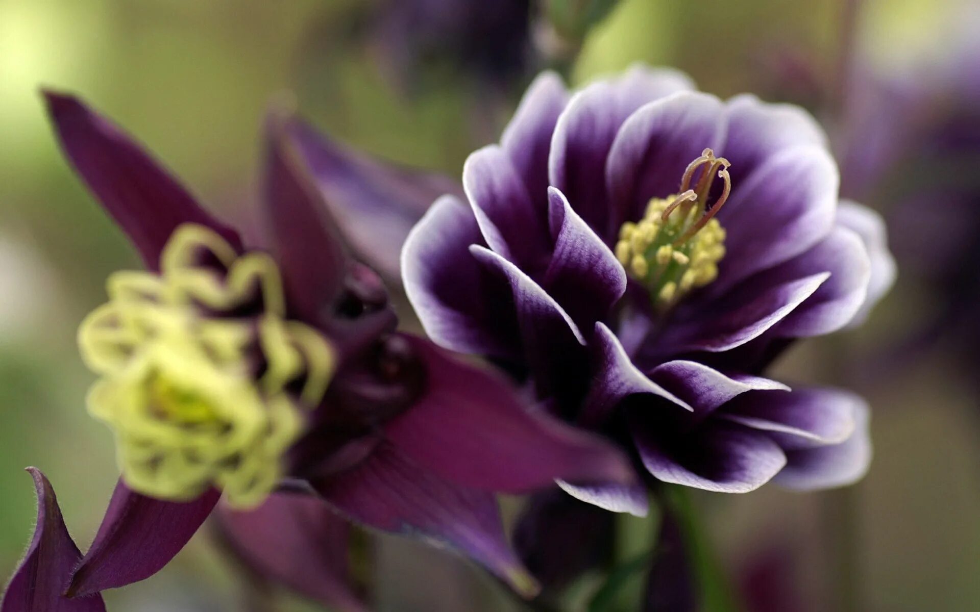 Вый цветок. Пурпл цветок. Эдельвейс сиреневый. Эдельвейс фиолетовый. Аквилегия фиолетовая.