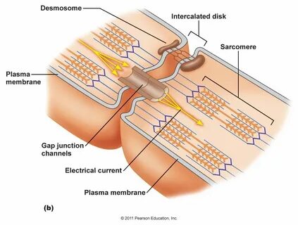 desmosomes and gap junctions in cardiac muscle - Google Search Анатомия И Ф...