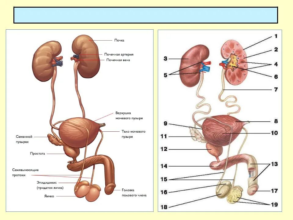 Органы мужской половой системы рисунок. Строение мужской мочеполовой системы схема. Мочевая система мужчины. Органы выделительной системы мочевой пузырь. Строение выделительной системы человека мужского.