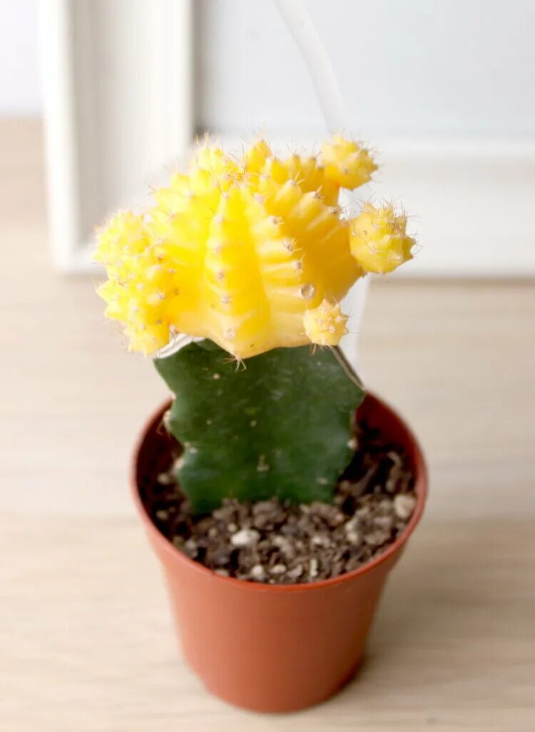 Parodia mutabilis Cactus plants, Purple plants, Cactus