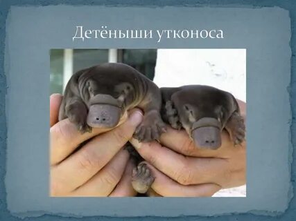 Как размножается утконос
