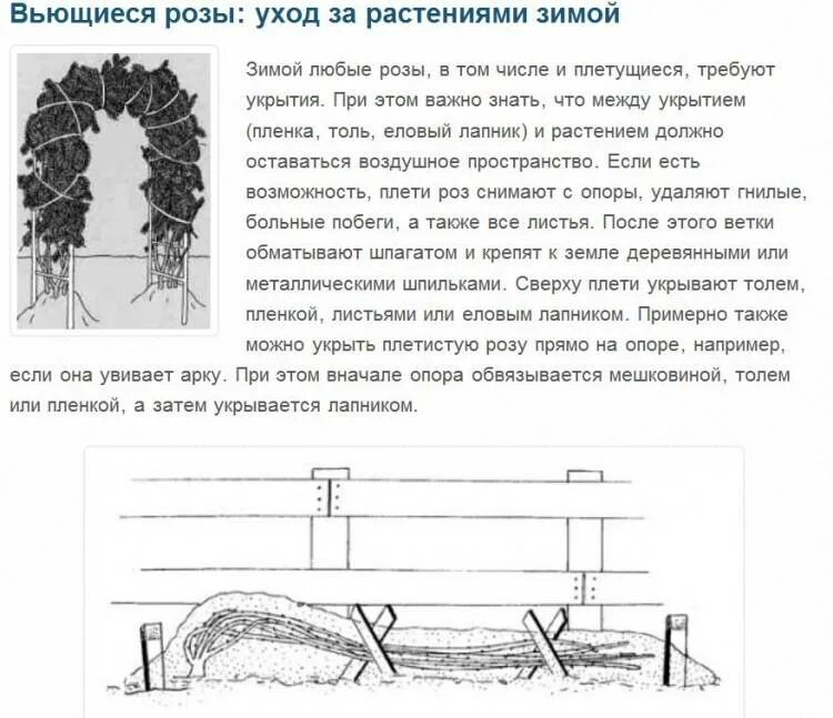 Розов как снимать. Плетистые розы укрытие на зиму. Укрытие плетистой розы на зиму. Как урыватт плетистую розу.