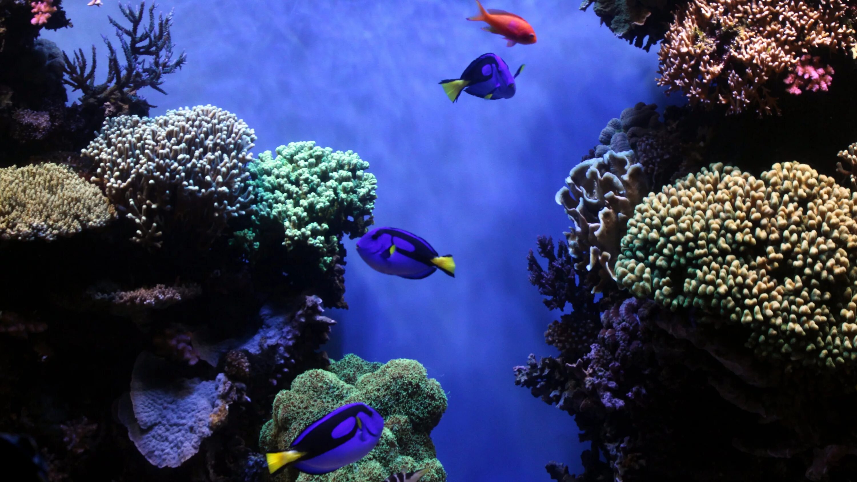 Бесплатные живые обои рыбки. Подводный мир. Подводный мир океана. Дно океана. Красивые подводные пейзажи.