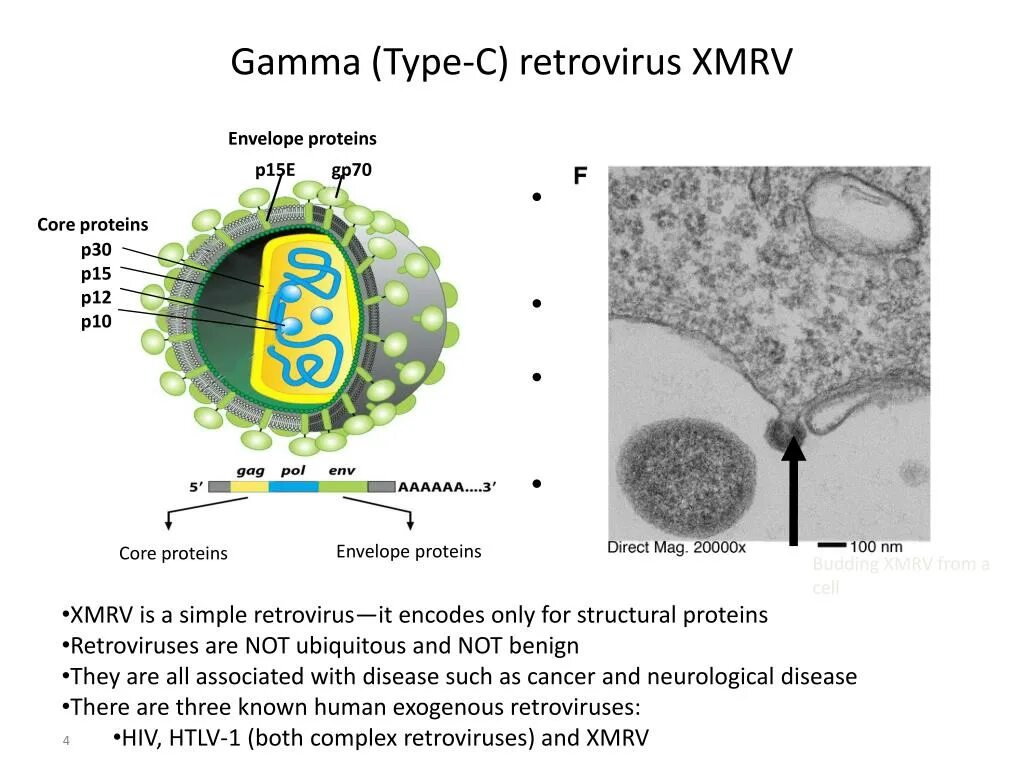 Ретровирус. Вирус гриппа это ретровирус. Онковирусы представители. Ретровирус стенка из.