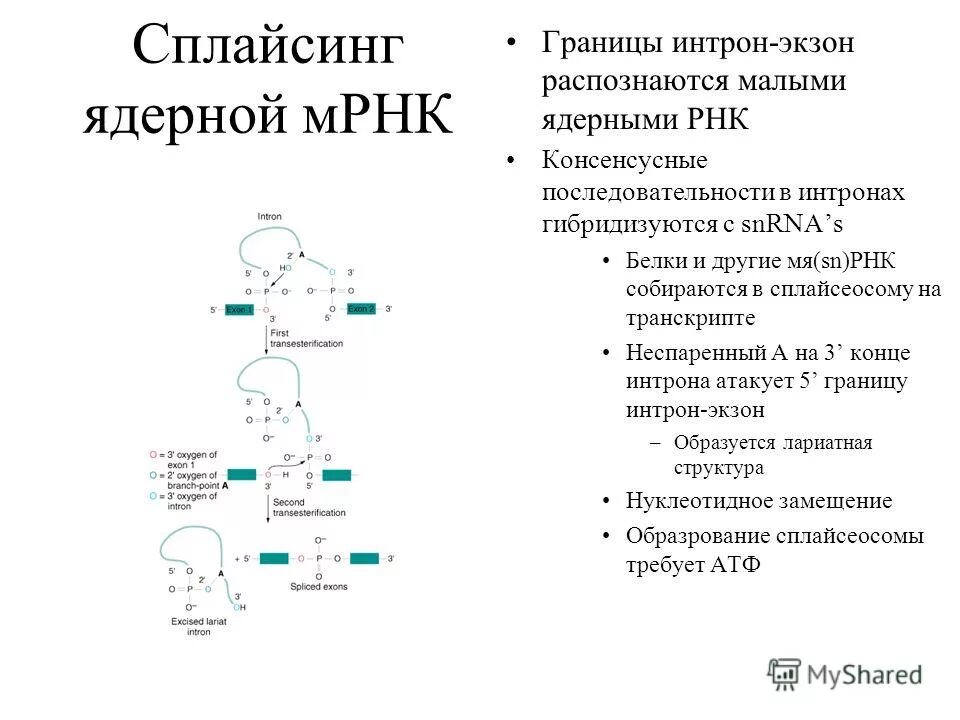 Процессинг МРНК. Сплайсинг РНК. Процессинг и сплайсинг.