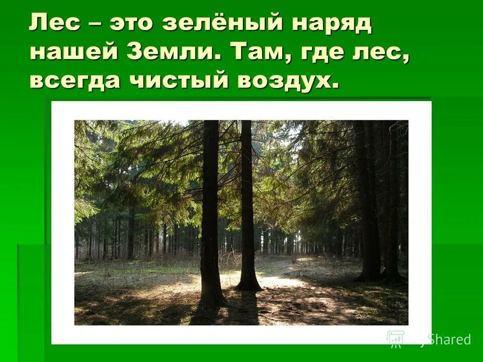 лес сумерки. лес зеленый наряд земли. лес из сумерек. лес быстрый ответ. средообразователи в лиственном лесу.