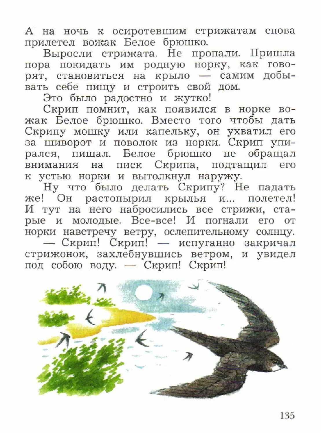 Белое брюшко не обращал внимания на писк. Стрижонок скрип Астафьев иллюстрации. Стрижонок скрип читать. Рассказ про стрижонка скрипа. Белое брюшко Стрижонок скрип.