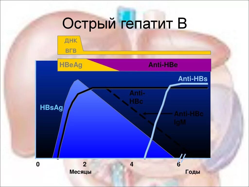 Днк вгв. Анти HBS. Гепатит в Anti-HBE AG. Анти HBE антиген. HBE антиген вируса гепатита в.