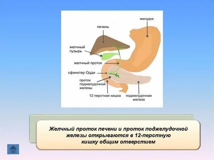 Протоки какие железы впадают в двенадцатиперстную кишку