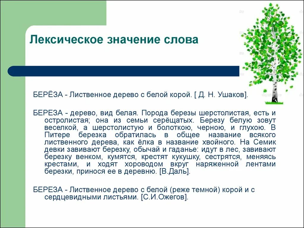 Береза лексическое значение. Береза для презентации. Лексическое значение слова Березка. Дерево лексическое значение. Характеристика слова дерево