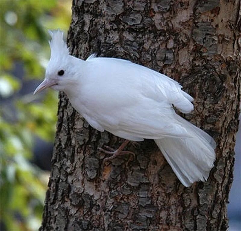 Albino #2 Animales albinos, Aves de colores, Fotos de aves