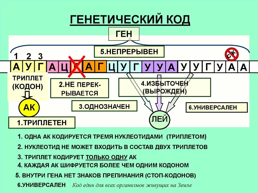 Генетический код. Ген генетический код. Триплет генетика. Триплеты кодоны генетический код. Ген биология 9 класс