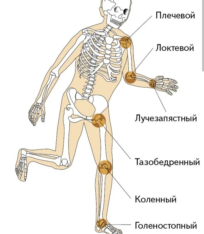 Названия суставов человека. Суставы человека. Название суставов человека. Суставы человека анатомия. Схема суставов человека.