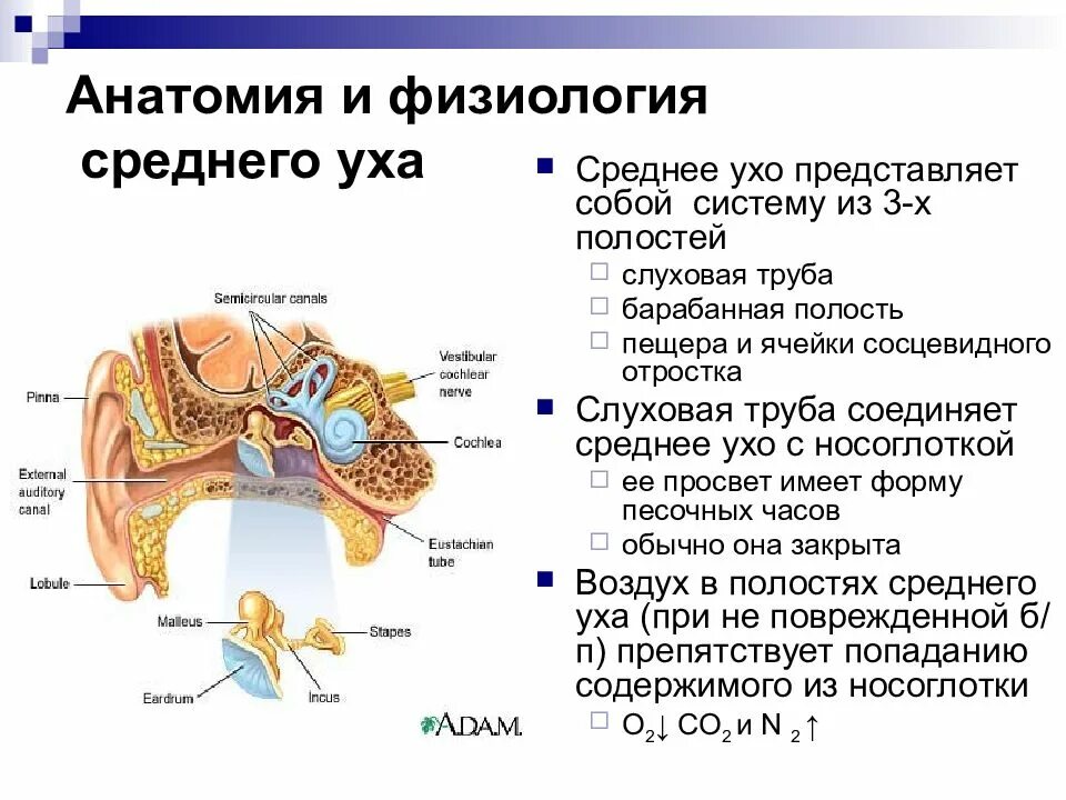 Строение и функции слухового. Анатомическое строение среднего уха. Слуховая труба среднего уха анатомия. Строение наружного уха кратко. Строение и физиология органа слуха.