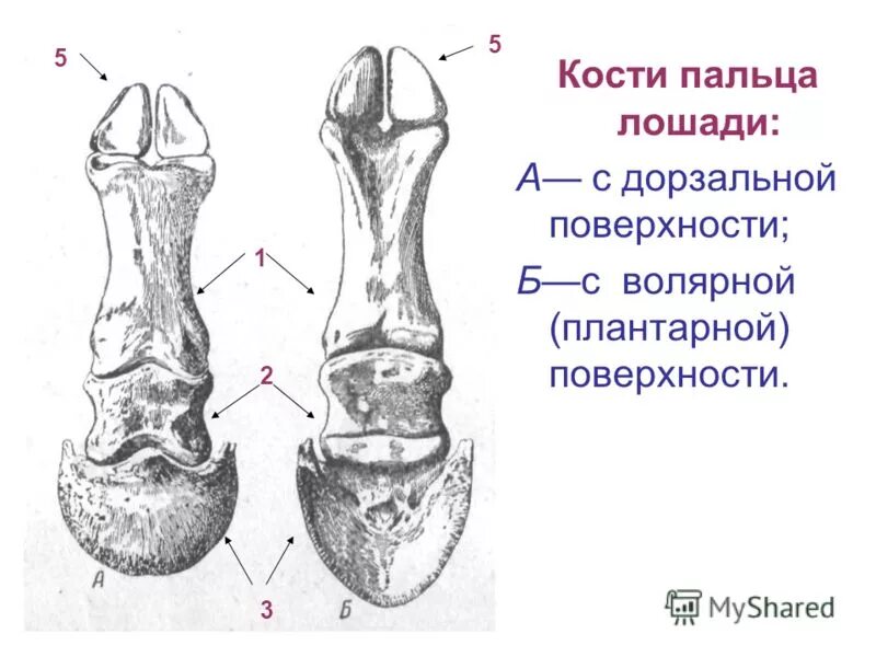 кость над копытом. строение копыта анатомия животных. кость над копытом. анатомия лошадиного копыта. строение копыта лошади.