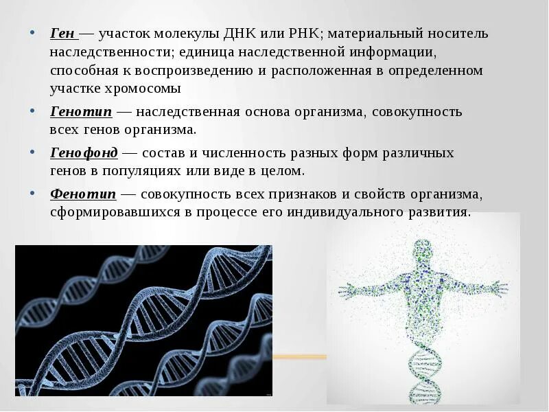 Особенности строения днк как носителя. Ген материальный носитель. Ген для презентации. Генотип микроорганизмов. Доклад о когнитивных технологиях.