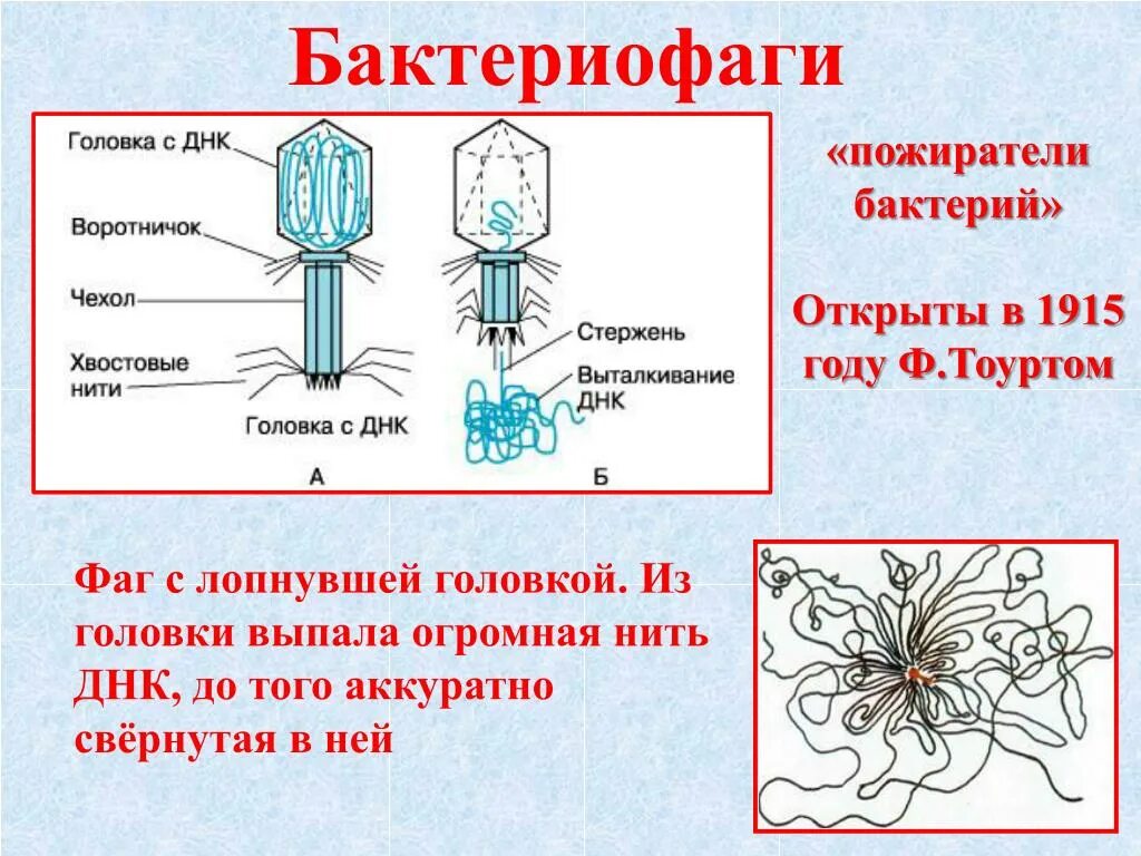 Строение и жизнедеятельность вирусов 5 класс. Бактериофаги- Пожиратели бактерий. Неклеточные формы жизни бактериофаги. Вирусы биология бактериофаг. Презентация вирусы бактериофаги биология 10 класс.