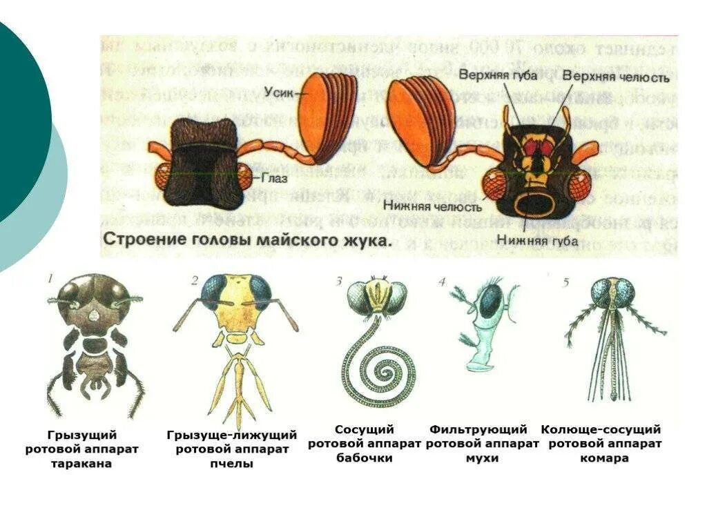 Тип ротового аппарата у майского жука. Ротовые органы насекомых Майский Жук. Ротовые органы майского жука. Строение ротового аппарата пчелы.