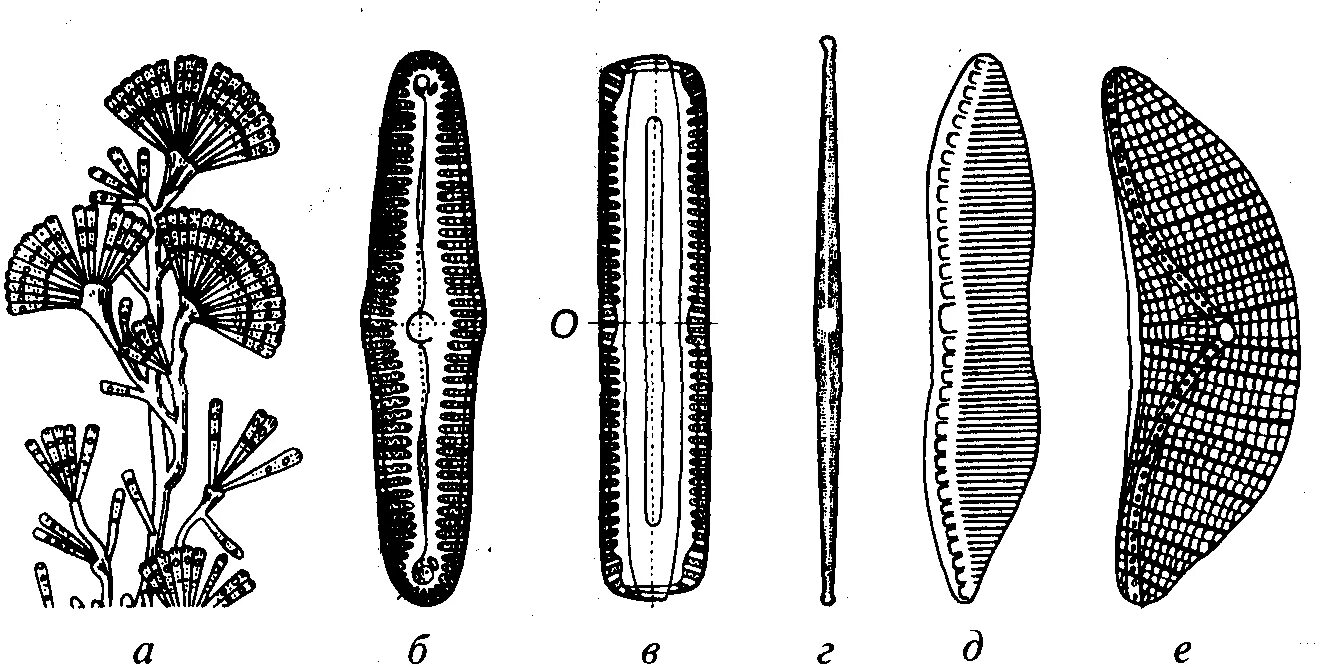 Диатомовые водоросли строение. Пеннатные диатомовые водоросли. Пеннатные диатомеи представители. Диатомовые водоросли представители.
