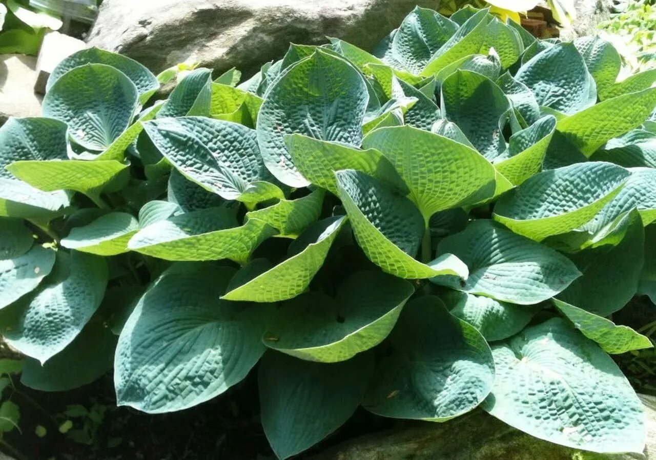 хоста гибридная биг дэдди (с 2). хоста гибридная 'big daddy'. хоста гибридная big daddy (биг дэдди). хоста big daddy. хоста big daddy.