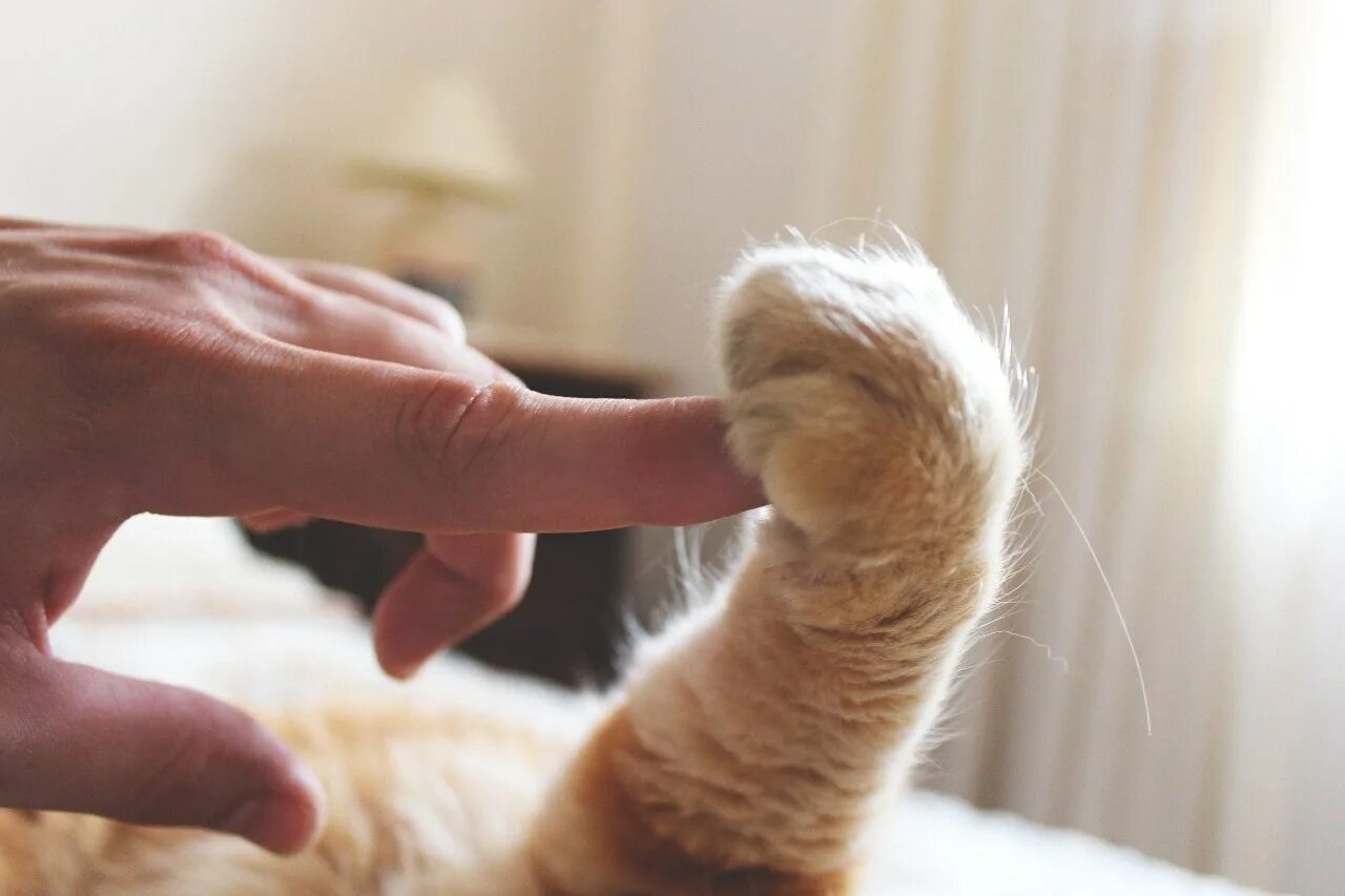 Кот кладет лапу на лапу. Кошачья лапа. кошачьи лапки на руки. кот трогает лапой. лапа кота и рука человека.