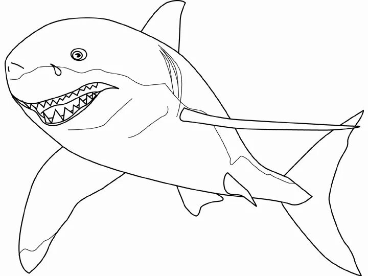 Раскраски акула. Акулы раскраска Хангри Шарк. Раскраска акула МЕГАЛОДОН. Акула раскраска для детей. Белая акула раскраска.