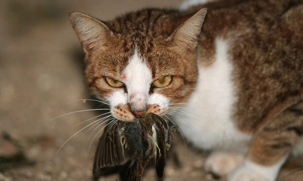 Кот добыча. Коты вредители. Кошка охотится. Кот поймал птицу. Кошка несет котенка.