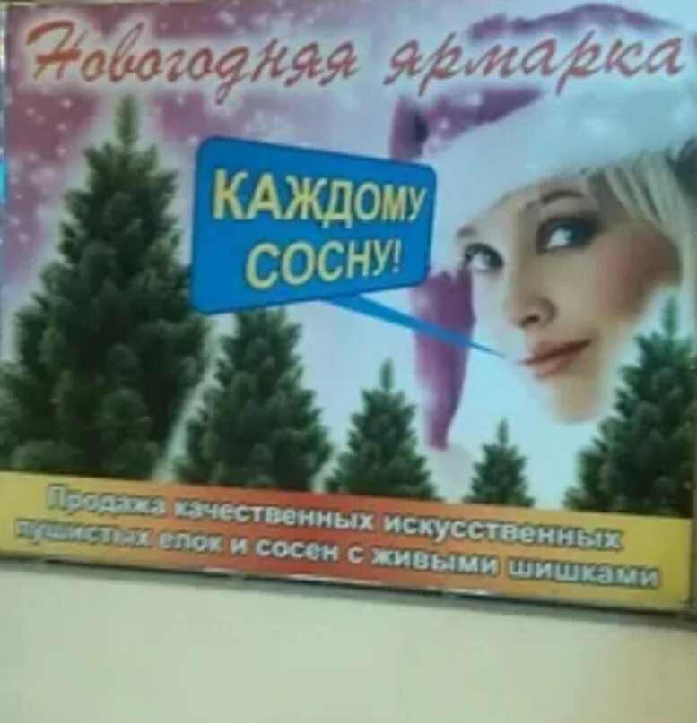 В каждой сосне не было