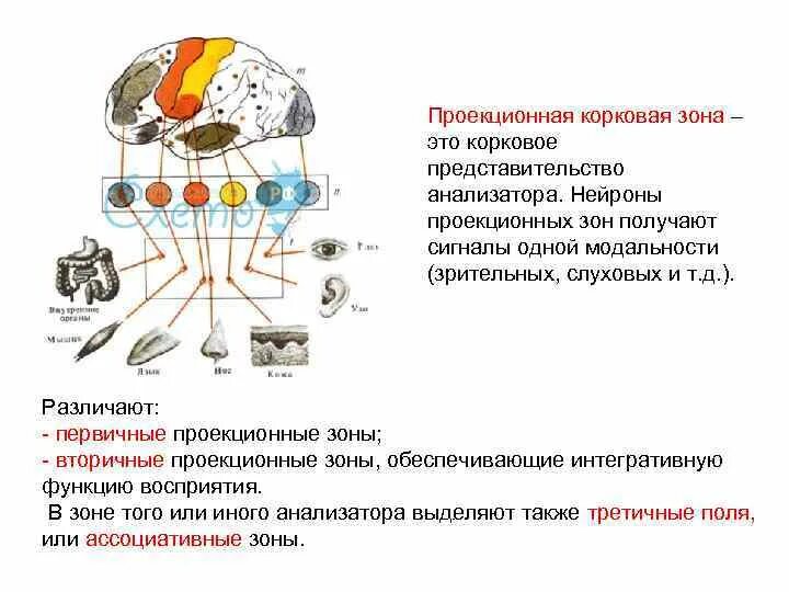 Ассоциативные зоны коры мозга. Первичные проекционные зоны коры головного мозга. Проекционные зоны анализаторов. Ассоциативная зона коры головного мозга. Проекционные зоны слухового анализатора.