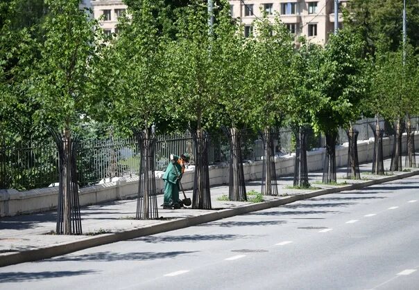 Озеленение у дорог в городах. Озеленение разделительной полосы. Дерево в тротуаре. Озеленение улиц города. Озеленение москвы до и после.