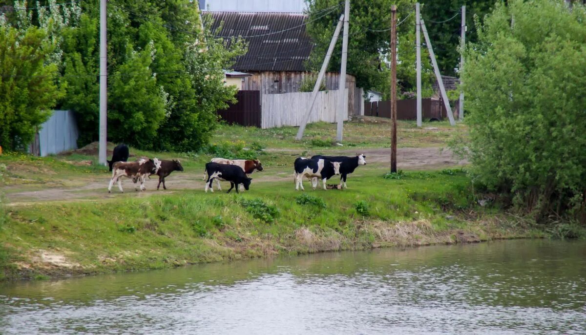 Сростки уровень воды сегодня. Затон Барнаул вода сейчас. Уровень воды в Оби в Барнауле. Паводок Обь 2023. Уровень воды в Оби в Камне на Оби.